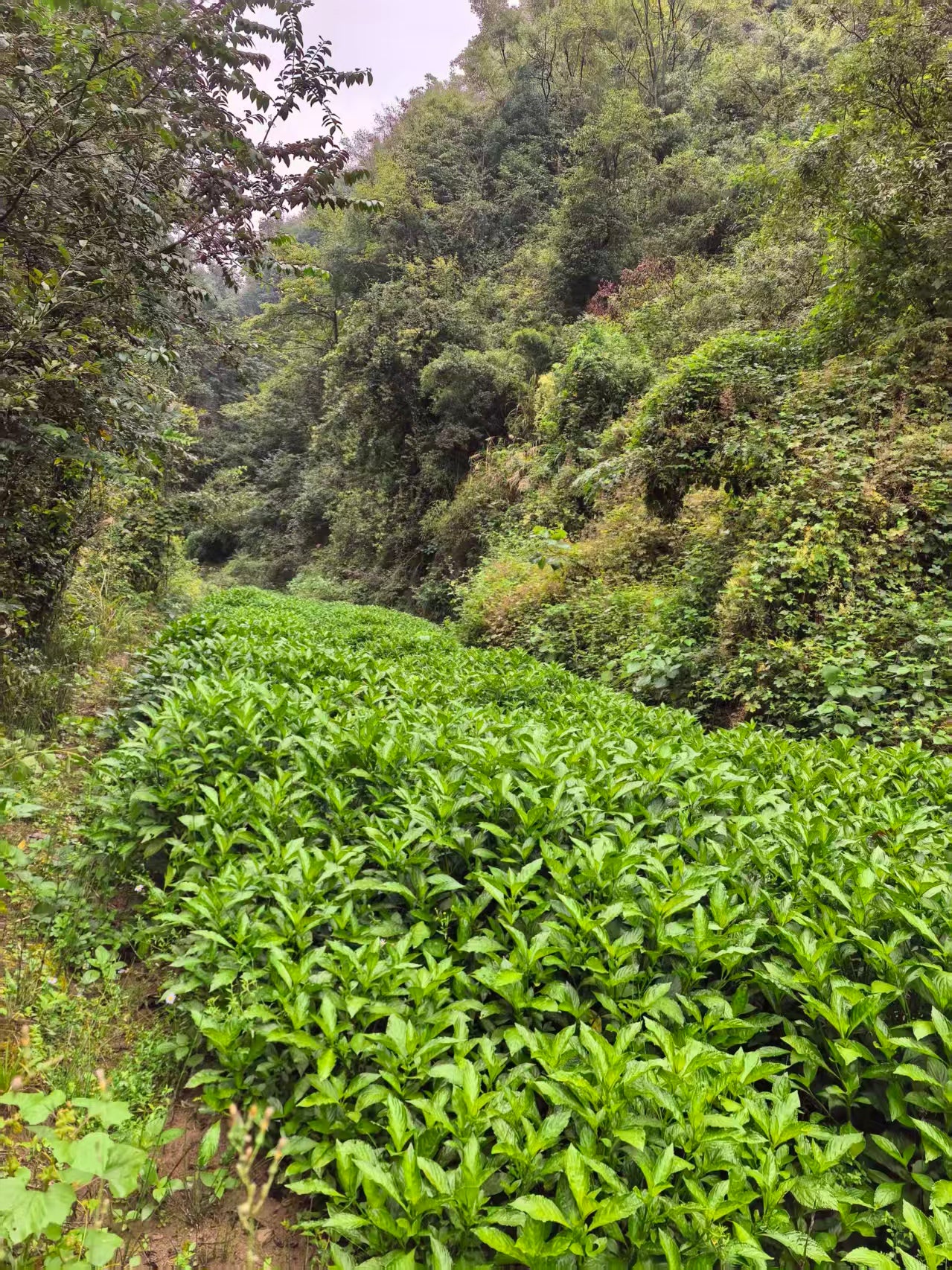 植物染传统调节技术指导
